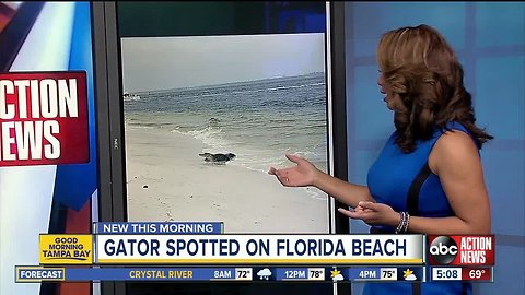 Alligator seen relaxing in surf on Florida beach