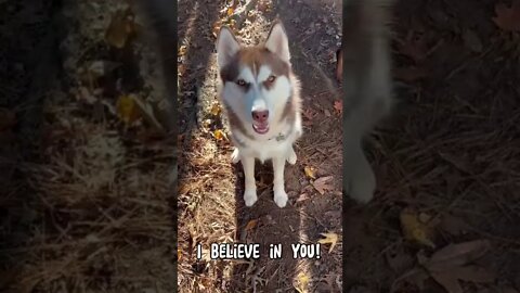 My Husky Has A Message For You!