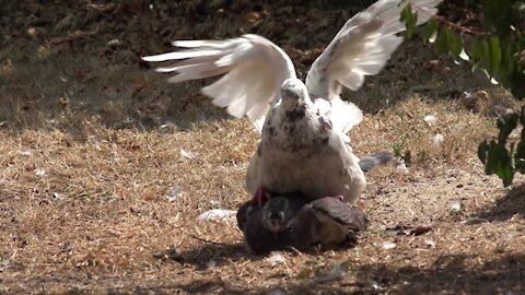 pigeons birds mating