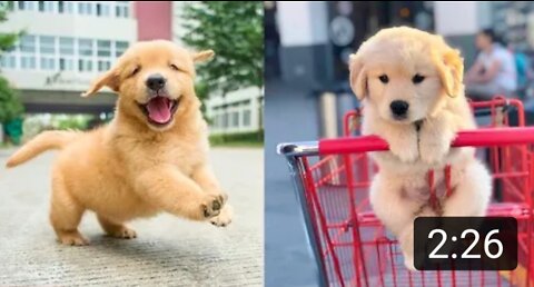 Baby Dogs - Cutest and Funny Dog Videos 2022 | Compilation