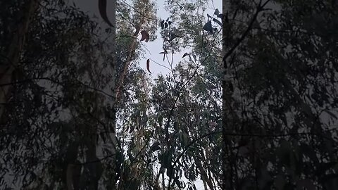 Gemidos da Natureza ASMR