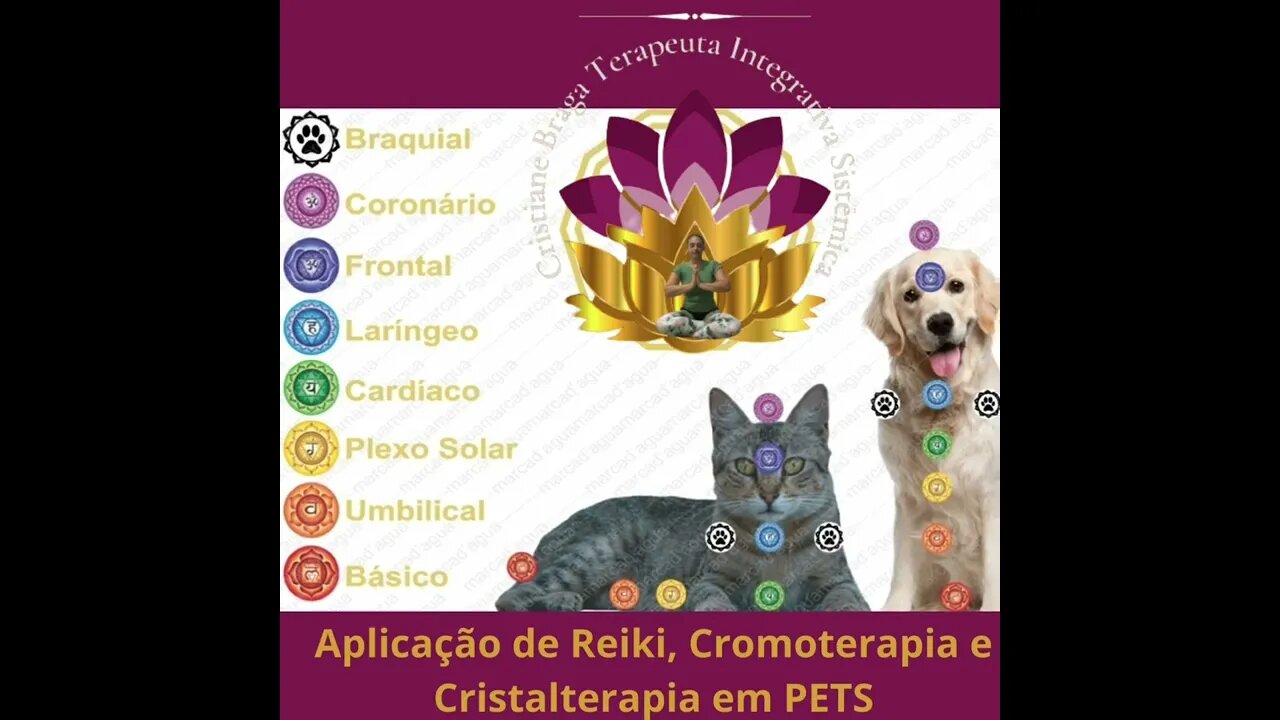 Terapia Integrativa e Sistêmica para Tratamento em Pets