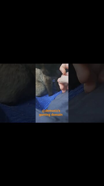 melting your icy heart with her spicy eyes #viral #cat #shortvideo #kittycat