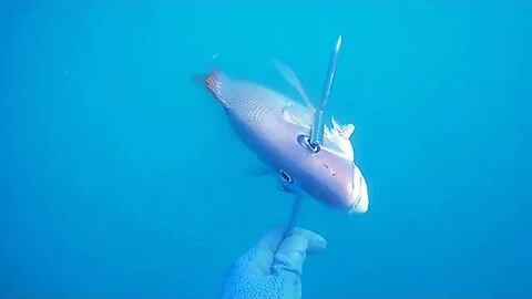 🎣 Pesca submarina - Dentão - Ilha de Itamaracá - Apneia - Spearfishing 🌊🐟 #pescasub #viral #pesca