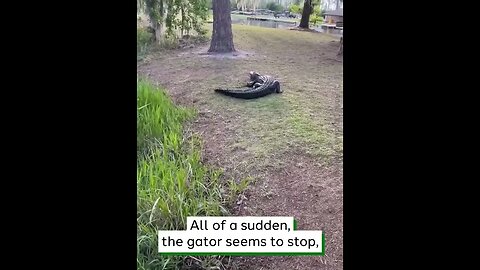 Gator Comes After Caught Fish #viralclips #viralvideos