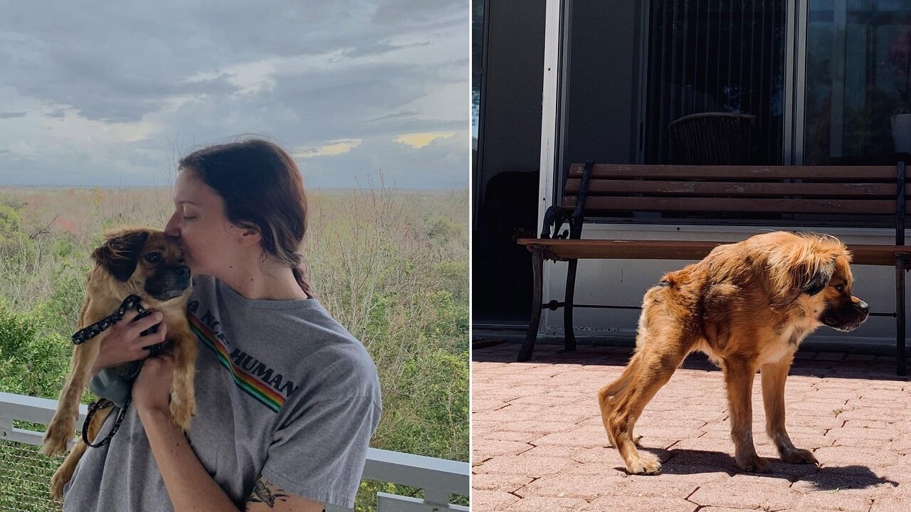Dog Born With A Super Short Spine Proves She Can Do Anything Just Like Other Dogs