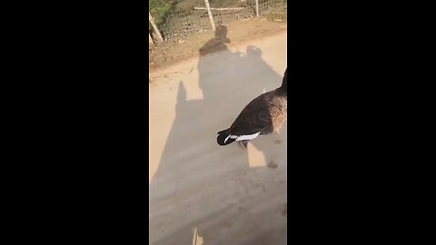 It Time to Fly My Goose 🦆🦆🦆!!!