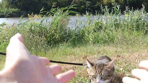 Little Cat Visits a Lake