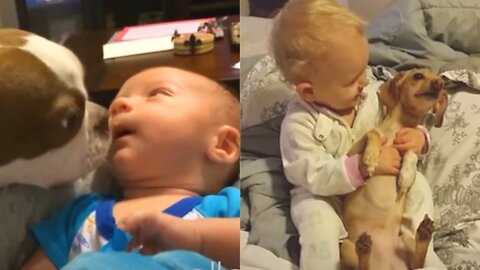 Ellen's Favorite Puppy Love Videos//Baby And Dog Funny