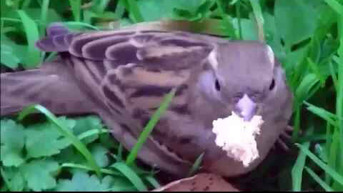 IECV NV #02 - 👀Birds Out For Fast Food Lunch...Yup Bread 🐤 11-16-2013