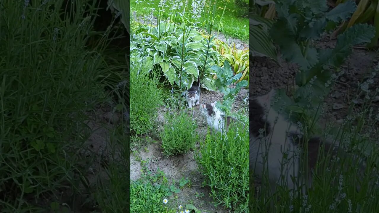 Cats playing in the garden #cat #kitten