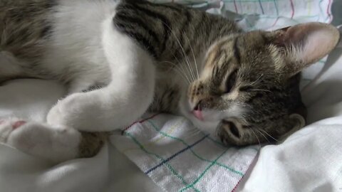 How to Wake up a Little Cat