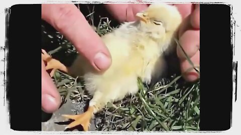 cute baby animals