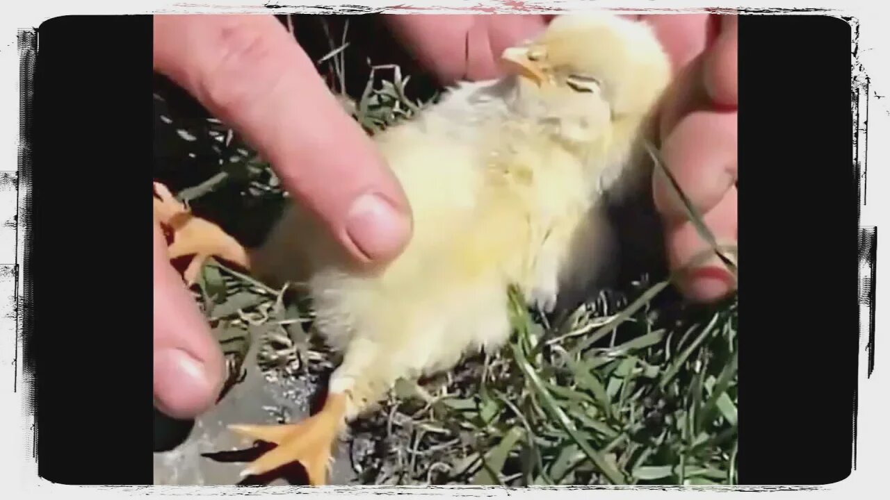 cute baby animals