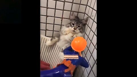 Cat Attacks Toy Soldier? (Funny Animal Videos)