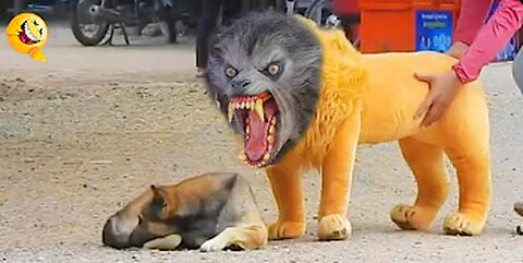 Troll Prank Dog Funny & fake Lion and Fake Tiger Prank To dog