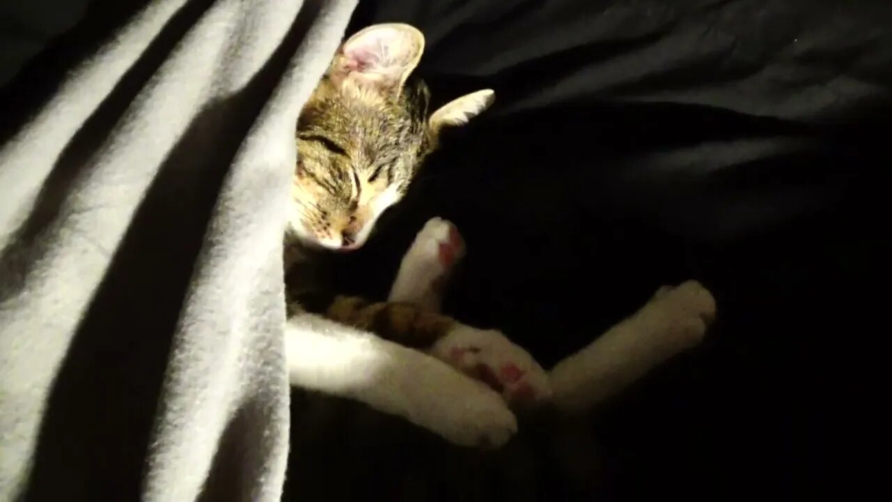 How the Cat Sleeps at Night