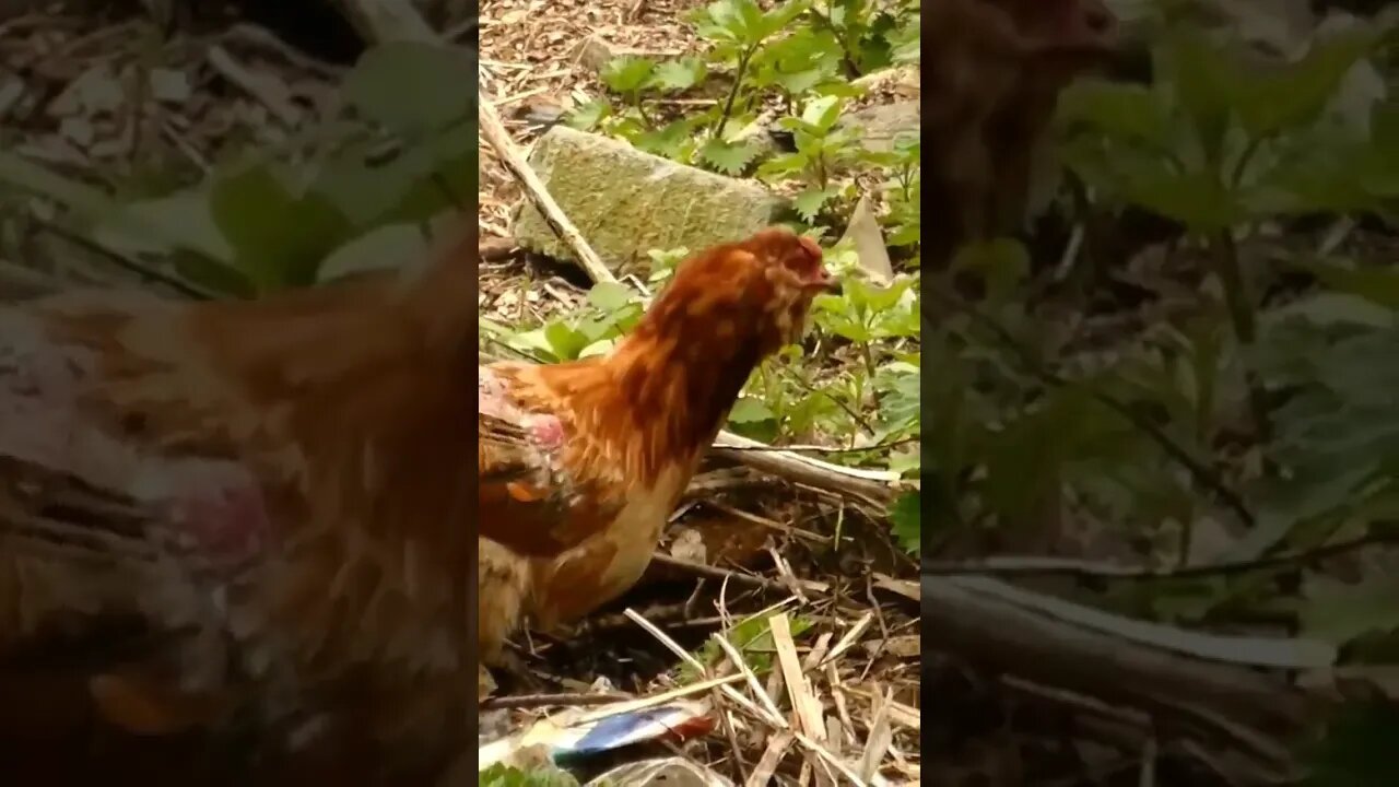 Chicken 🐔 #yorkshire #bird #rooster #eggs #uk