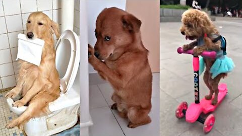 Videos De Risa nuevos Mascotas Graciosos - Momentos Divertidos De Gatos, Perros, etc, Chistosos