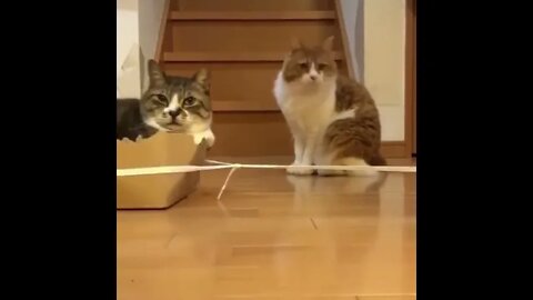 Wait For It....
