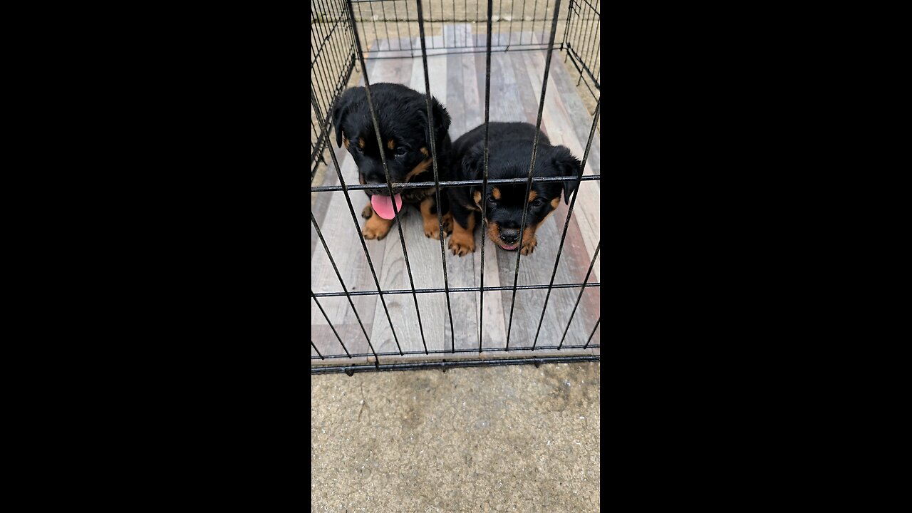 LIVE WITH PUPS
