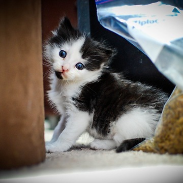 Sleeping kitten can't control leg movements