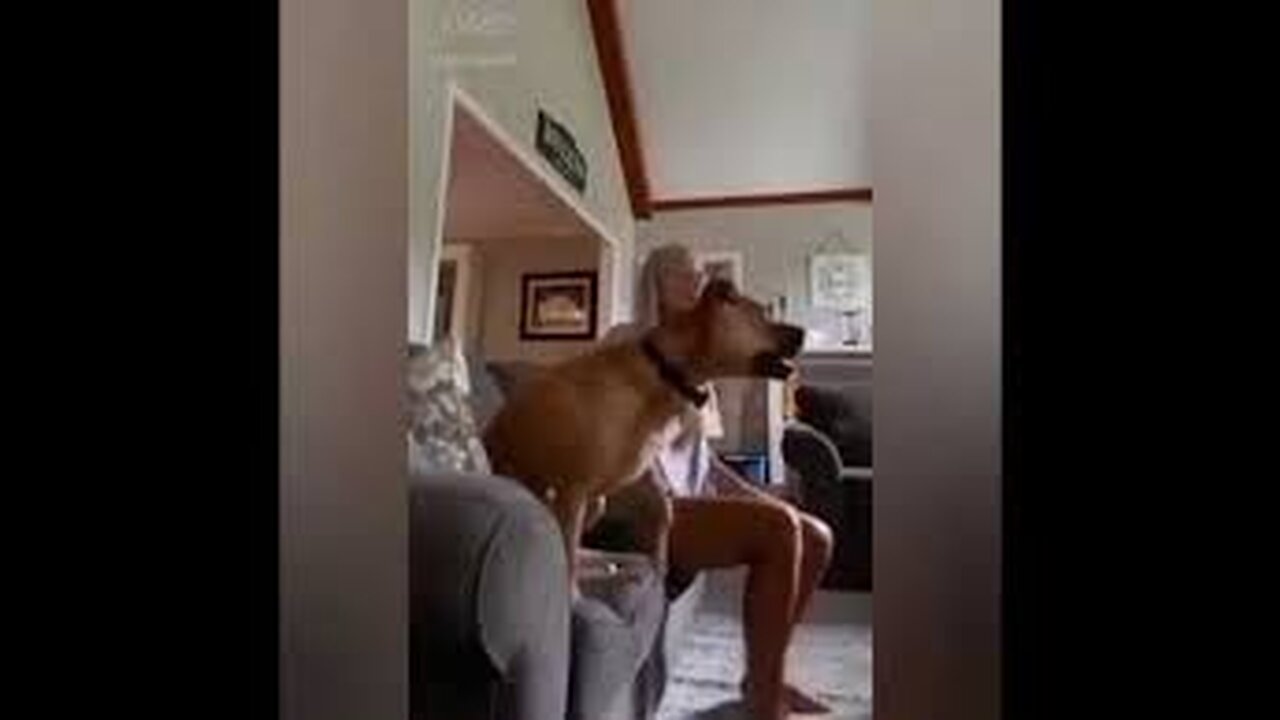 dog watching game