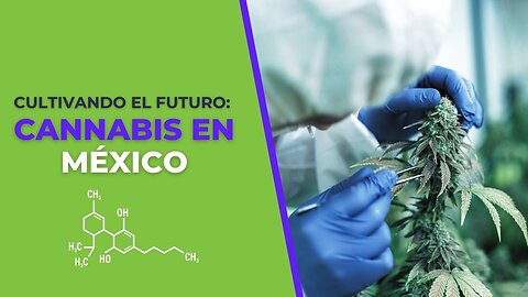 Cultivando el futuro: Cannabis en México