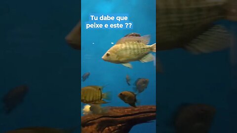 peixe peixe peixes