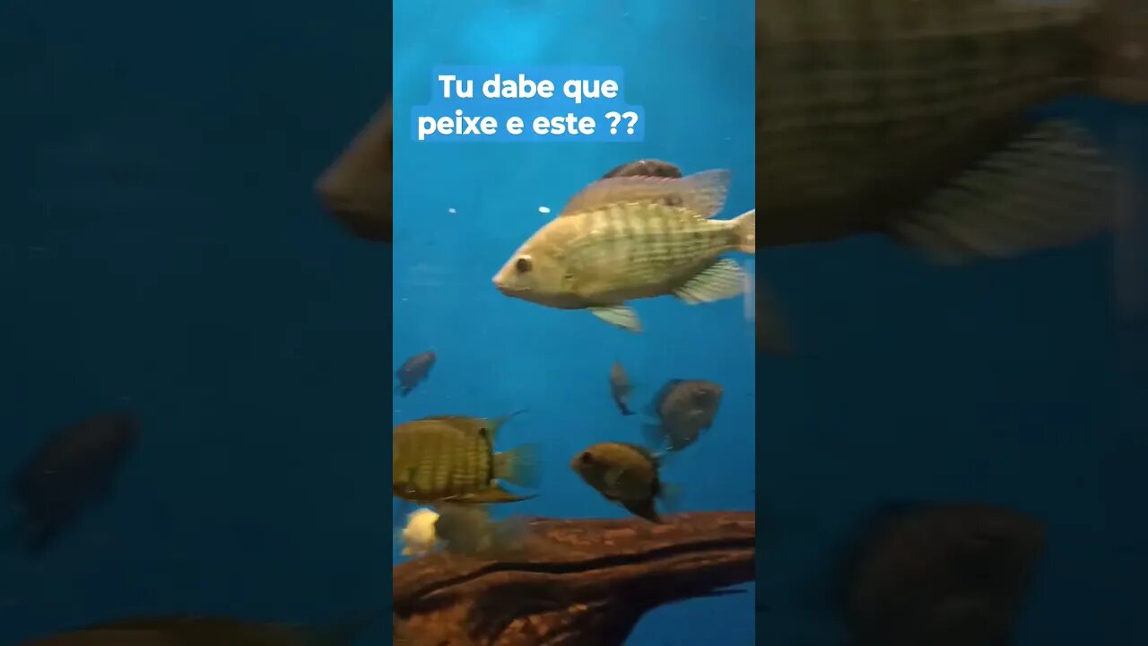 peixe peixe peixes