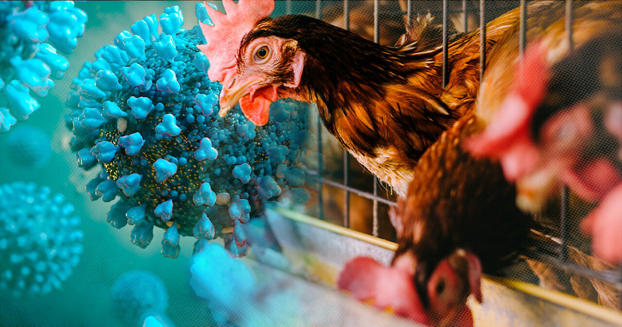 Australia Reports First Human Case of Bird Flu in Child Returning from India