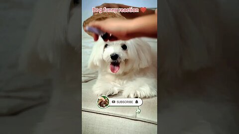 Cute dog funny reaction ❤️ | ua58sb #shorts #animals #dog #funnyanimals