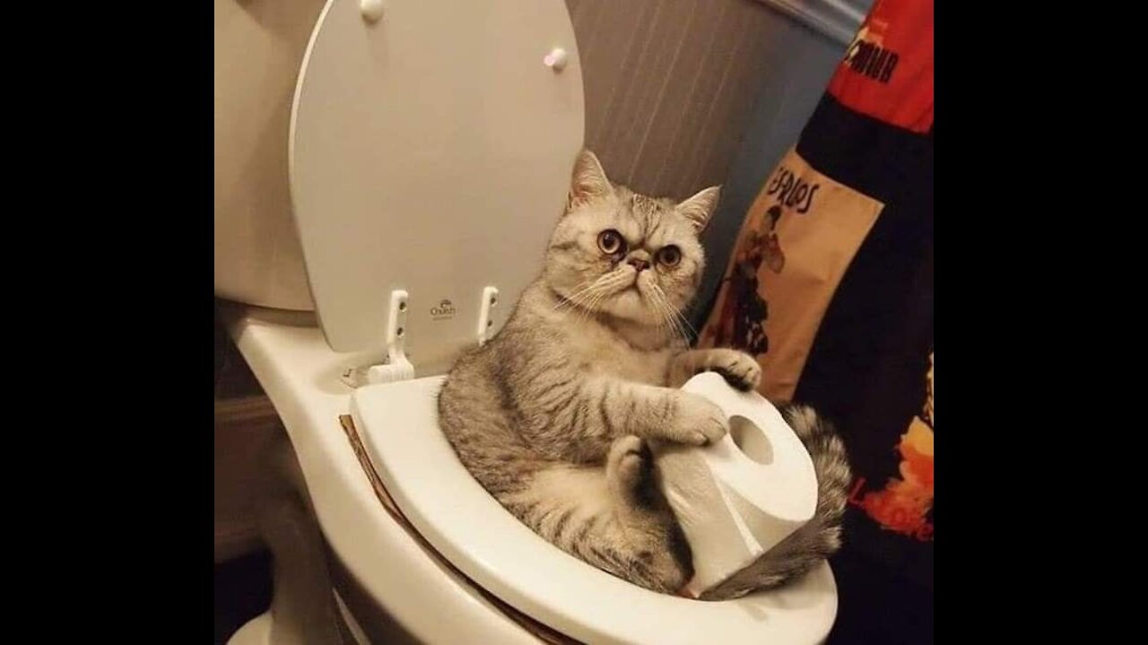 Cutest Pets & Funny Animals