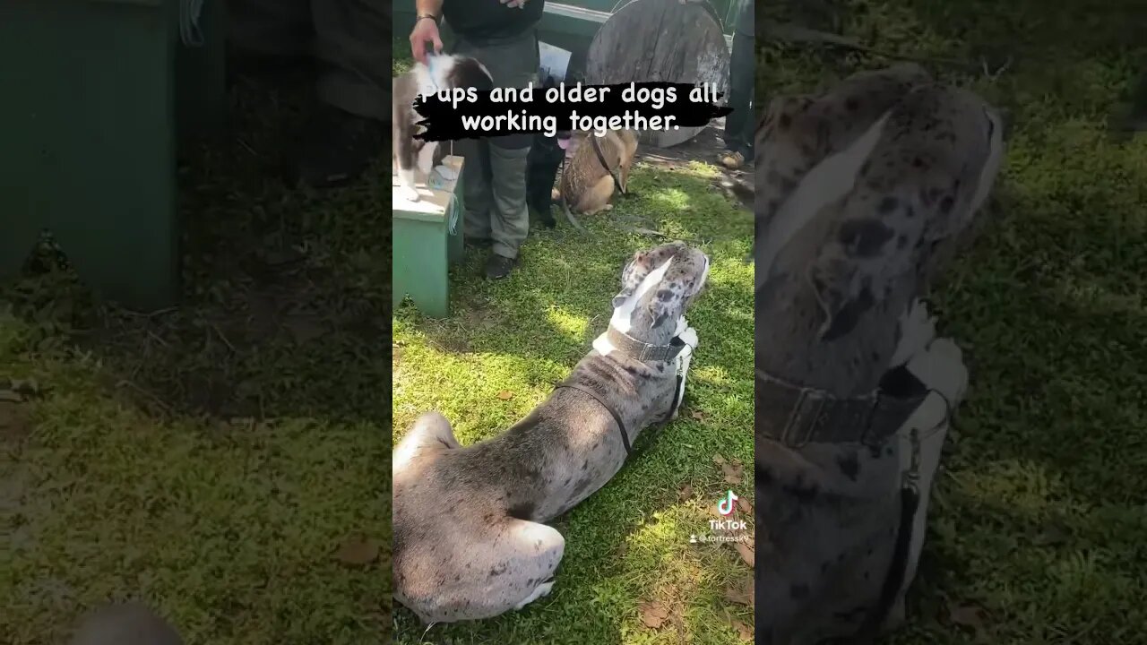 Pups learning along side the older dogs #dogtraining
