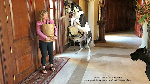 Excited Great Danes Enjoy 1st Publix Chicken Delivery From Instacart