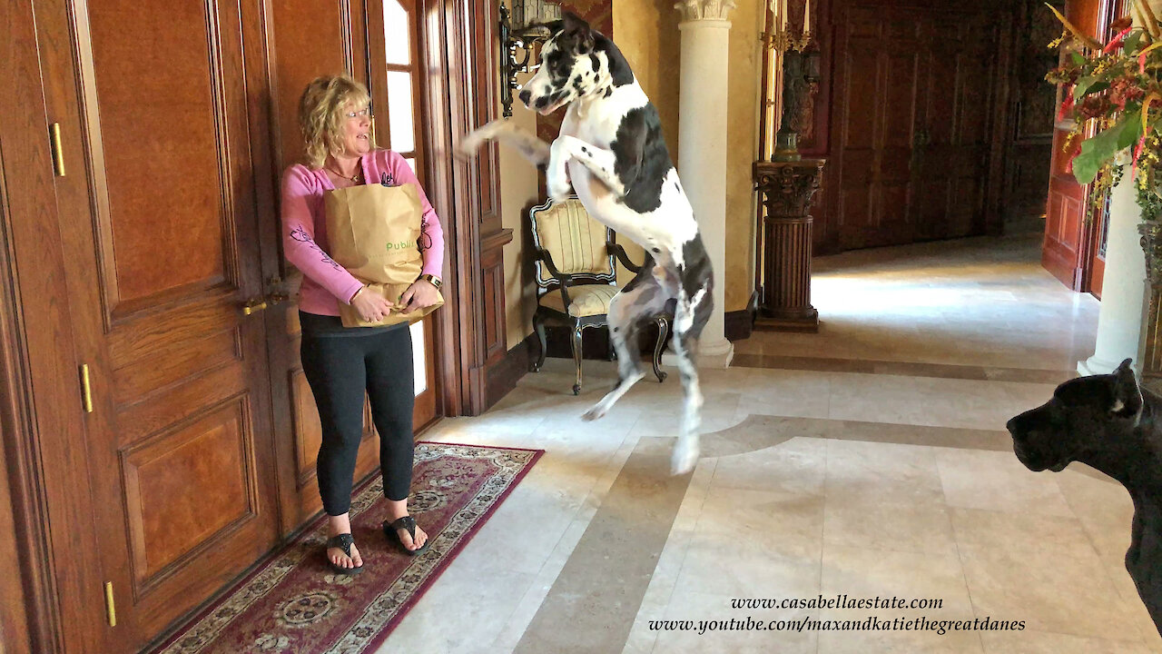 Excited Great Danes Enjoy 1st Publix Chicken Delivery From Instacart