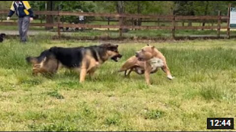 Unbelievable! German Shepherd Attacks Pitbull at Off Leash Dog Park!