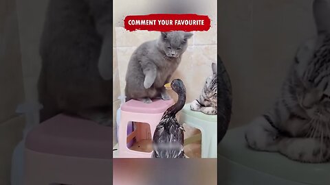 Funny Cat Memes😂😂😂