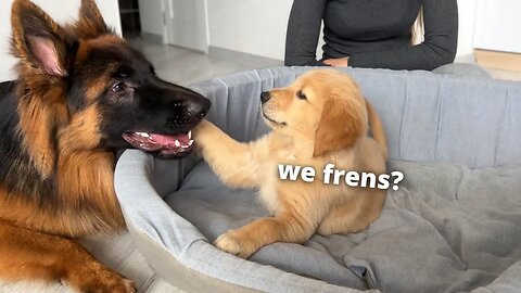 German Shepherd Fall in Love With Puppies from Day One