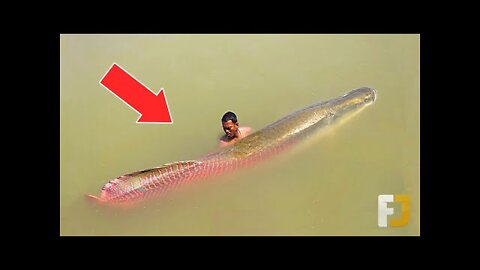 Top 10 Most Deadliest Animals in the World