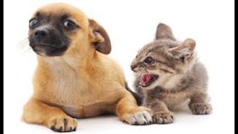 Cat Don"t Want To Hangout With Dog ( FUNNY VIDEO) 😂🐕️🐈️