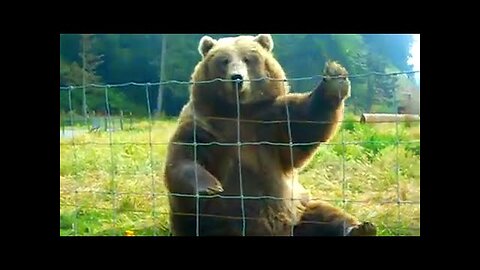 HILARIOUS Bears Being Silly