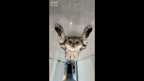 cut cat 🥰
