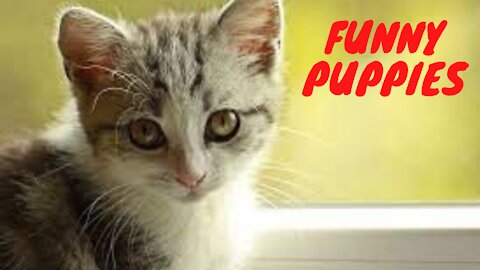 Puppies doing funny and fun things