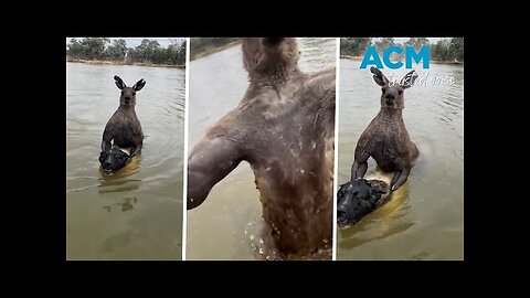 Aussie man saves dog from being drowned by kangaroo