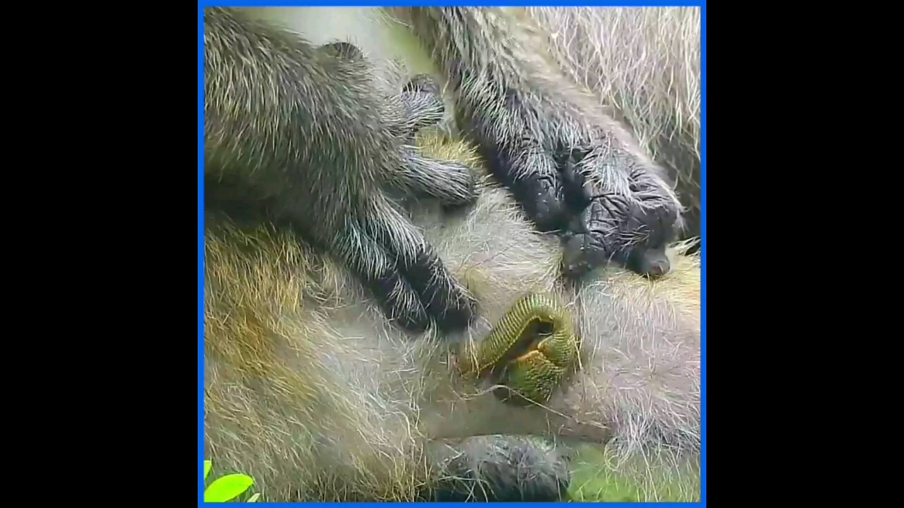 A stubborn worm against a monkey