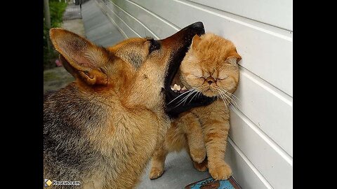 Funniest Dogs And Cats Videos 😅 for 2023
