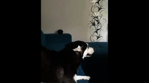 Mum's Let's get out | #Shorts #animal #Dogs