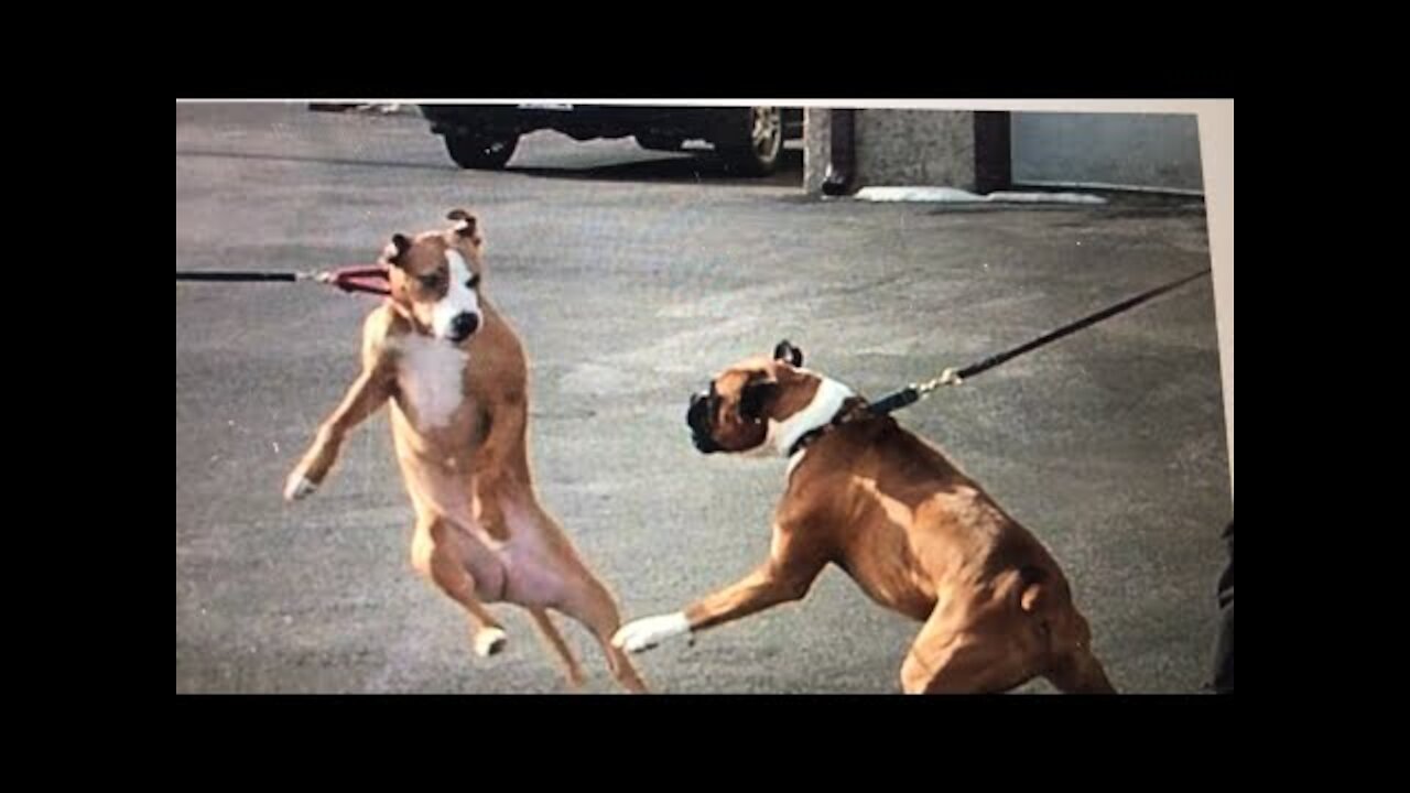Leash reactive dog training- Dog reactivity training BMC