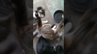 Feeding Time